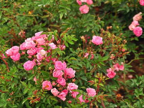 走进三亚亚龙湾国际玫瑰谷， 探寻月季花品种