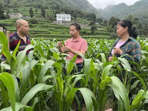 药剂防治，不嫩少