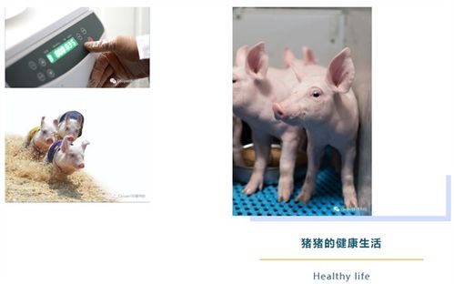 科学选猪种，优化饲养策略
