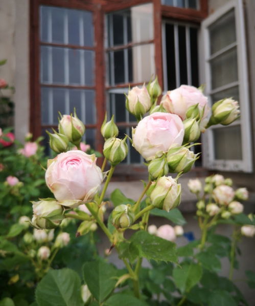 月季疏蕾，个人喜好还是植物状态？