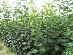 本地苗圃大搜罗