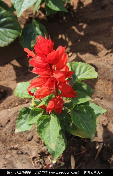 一串红：红红火火， 为绿化添彩