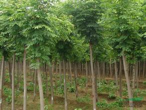 华山松：耐寒小嫩手