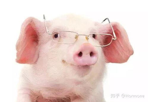母猪容易瘫痪？如何科学预防
