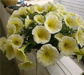 园土——培养土的主力