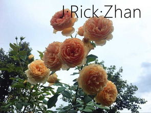 封闭阳台的绿意盎然