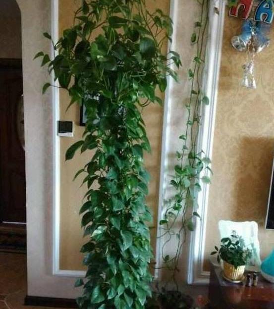 绿萝：绿色的瀑布