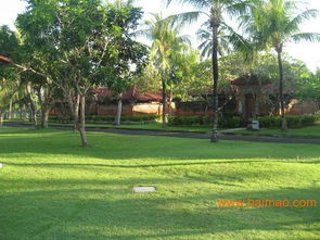 剪股颖：耐寒型，适应力强