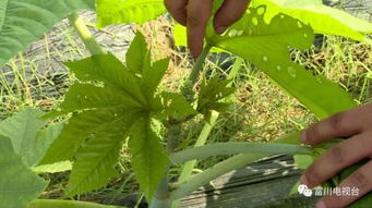 买种子三大坑，血泪教训啊朋友们