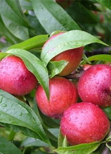 大棚油桃叶子泛黄，原因多多，你了解吗？