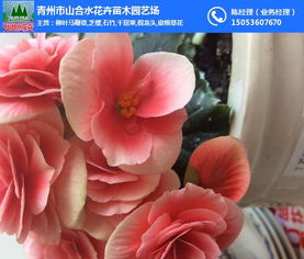 丽格海棠花种子价格波动大不大？