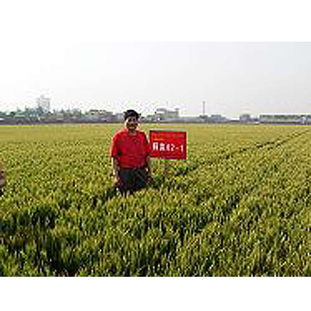 阿维菌素有机肥的亩用量揭秘