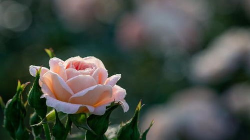 种植环境篇：飞溅闪耀月季适合哪些地方？