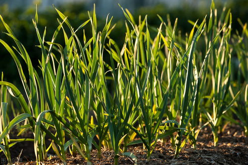 种植菖蒲的土壤和生长环境