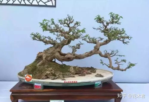 四川盆景：探寻那些美得让人心醉的树种