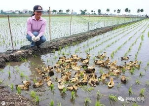 网箱养水蛭亩产效益达3万元，探讨其经济效益与养殖技术