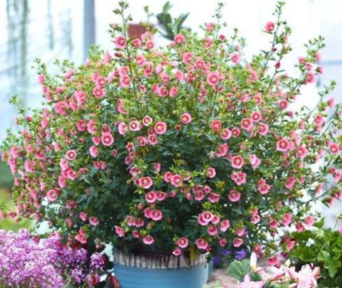 北方春季养花攻略：三种省心花卉， 轻松养护70%