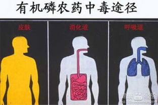 吸入或接触农药