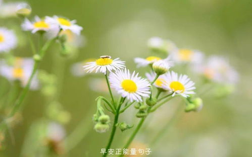 雏菊寄情，不舍告别，花语永恒