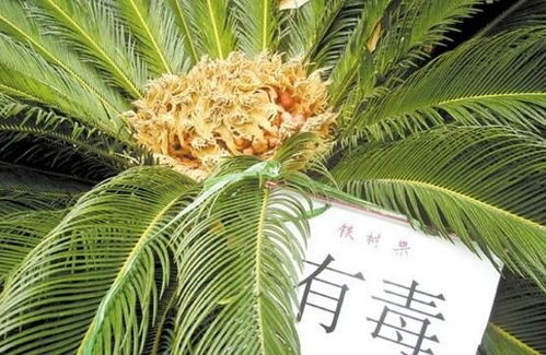 铁树果能吃吗？有毒真的假的