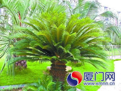 铁树的养护之道