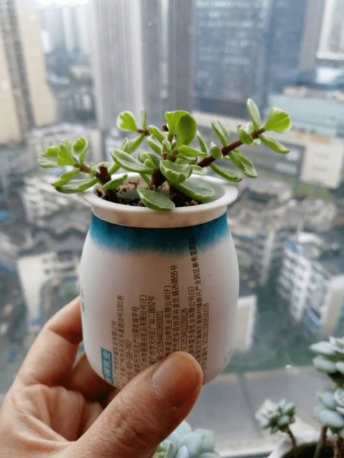 果皮酶，茉莉花香浓度提升40%