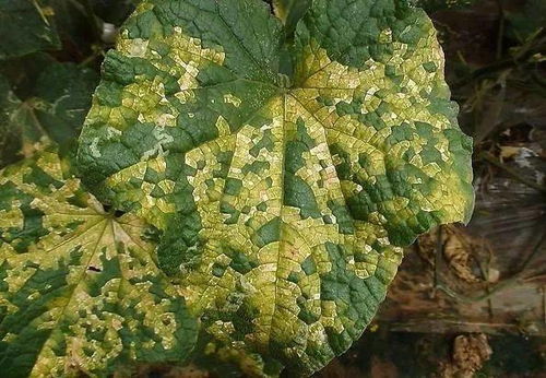 霜霉病的危害与传播