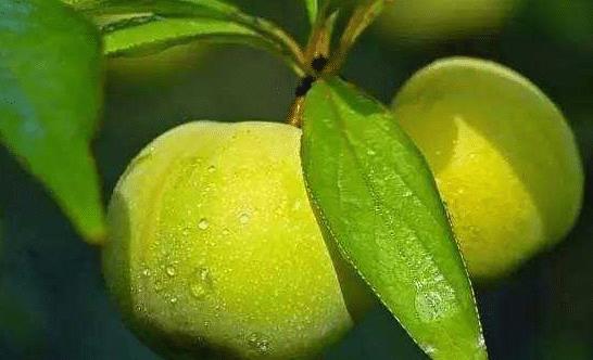 贵州茶油价格一览：一斤多少钱？茶树收购价大公开！