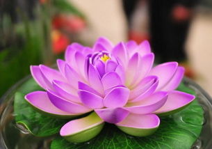 盆栽睡莲的正确种植方法是什么？