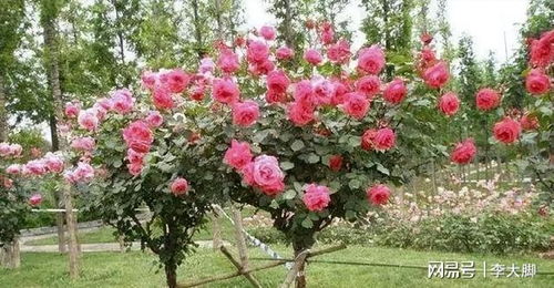 第三步：保留叶片， 别剪光