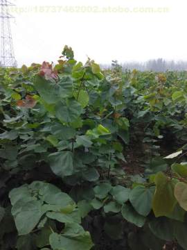 花卉病毒病的表现症状