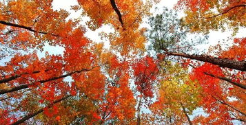 种子提前采， 发芽率可不高