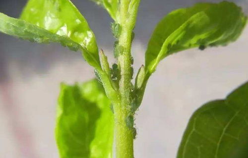 柑橘皮、 土办法，驱虫有新招