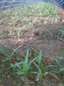 如何通过科学种植技术提高白芨产量