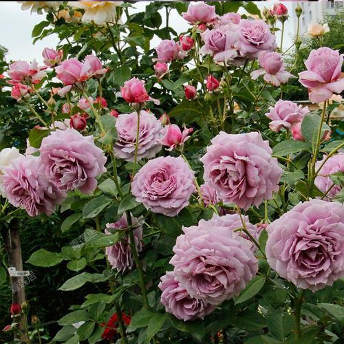 月季花的魅力消退：为何养月季的人越来越少？