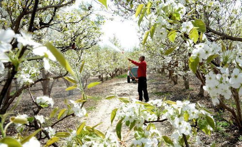 波尔多液：经典杀菌， 历史悠久