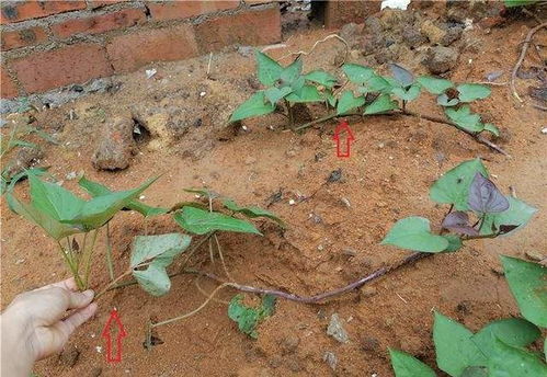 冬季养殖指南：如何安全种植红薯苗，避免冻害？