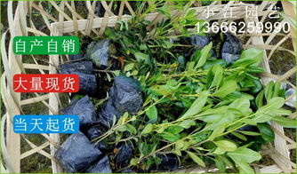 不同冠幅的海桐球价格表