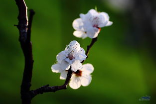 春花绽放，为何夏日绽放之谜
