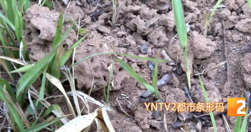 铺地狼尾草：生态宝库