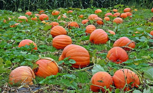 马铃薯：kan似平常的蔬菜，却隐藏着致命的凶险