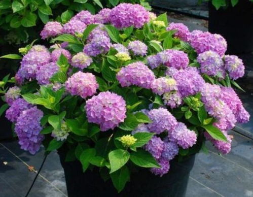 绣球花，你为什么这么黄？