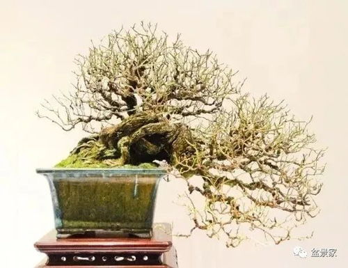 盆景界的十大热门选择，新手养护指南