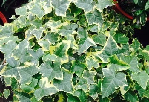 绿宝石花养殖指南：一株绿植的多重利用