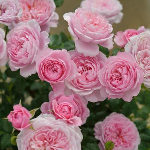 铃之妖精：微型月季的典范