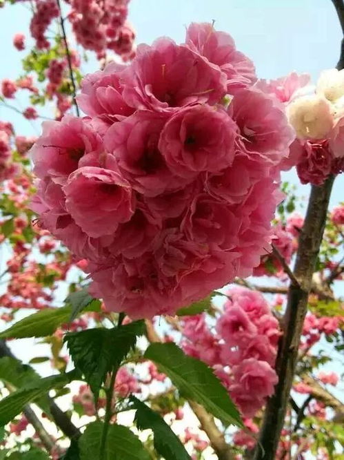 喜碱性土壤花卉与喜阴蔬菜