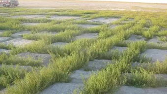 ③ 碱蓬——盐滩上的黄金