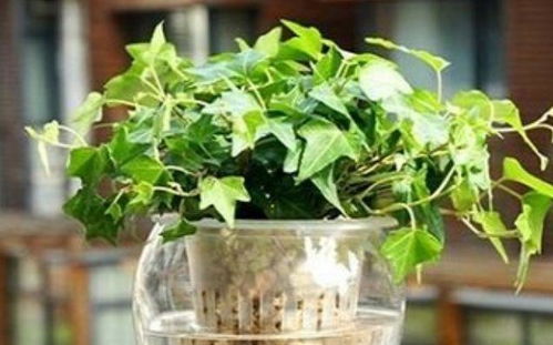 常春藤修剪：让绿色生命梗旺盛