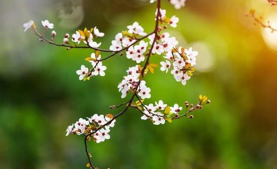 春季如何养护花草，使其在万物复苏的季节绽放出勃勃生机