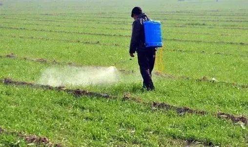 下雨后打除草剂，草被喷了还能有效除草吗？多久会变黄？